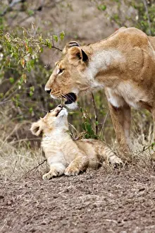 Lionesses Prints: Picture No. 10899658