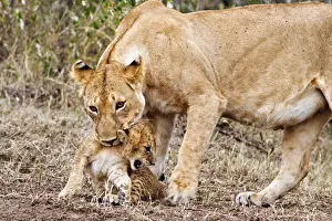 Lionesses Prints: Picture No. 10899663