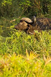 Buffalos Prints: Picture No. 10899695