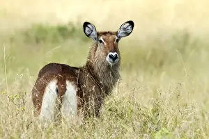 Kobus Prints: Picture No. 10899700