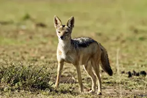 Jackal Prints: Picture No. 10899703