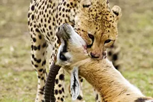 Gazelles Prints: Picture No. 10899724