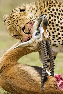 Gazelles Prints: Picture No. 10899725