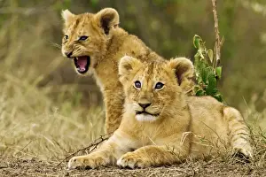 Mara Prints: Picture No. 10899733