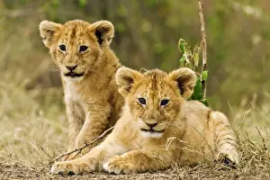 Cute Prints: Picture No. 10899734