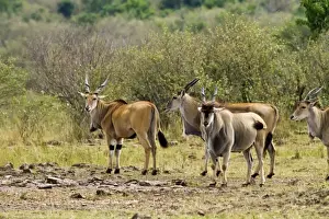 Eland Prints: Picture No. 10899742