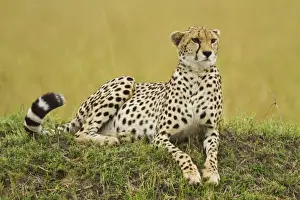 Mara Prints: Picture No. 10899745