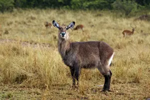 Kobus Prints: Picture No. 10899751