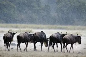 Rains Prints: Picture No. 10899752