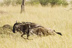 Gnus Prints: Picture No. 10899786