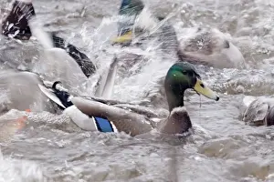 Mallards Prints: Picture No. 10899797