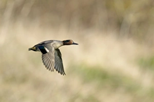 Images Dated 5th March 2013: Picture No. 10899802
