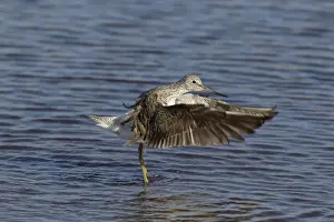 Greenshanks Prints: Picture No. 10899805
