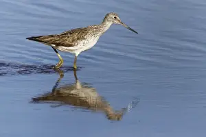 Greenshanks Prints: Picture No. 10899806