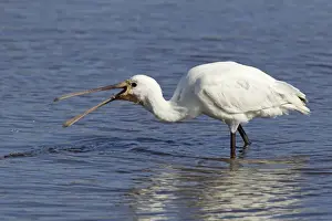 Spoonbill Prints: Picture No. 10899816