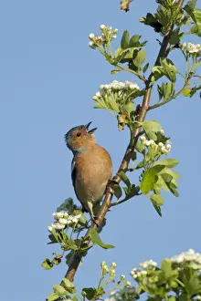 Hawthorn Prints: Picture No. 10899833