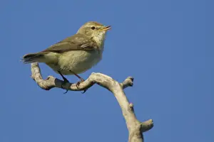 Phylloscopus Prints: Picture No. 10899834