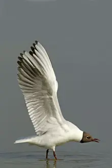 Chroicocephalus Prints: Picture No. 10899841