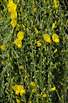 Broom Prints: Picture No. 10899865