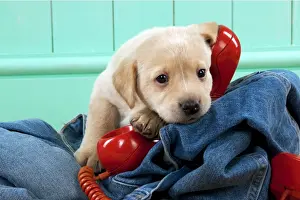 Telephone Prints: Picture No. 10900014