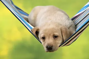 Cute Prints: Picture No. 10900016