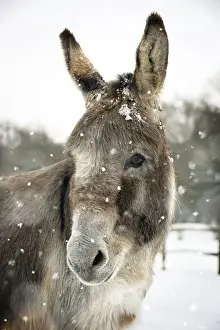 Donkeys Prints: Picture No. 10900035