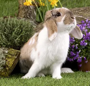 Bunnies Prints: Picture No. 10900050