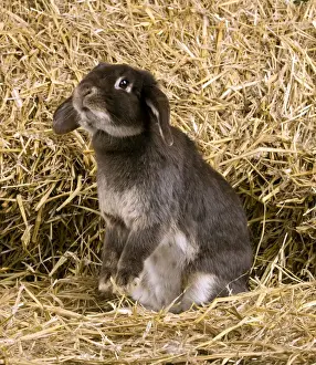 Bunnies Prints: Picture No. 10900054