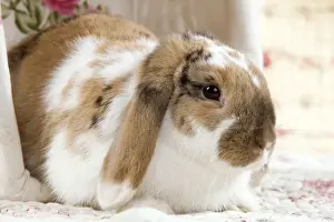 Bunnies Prints: Picture No. 10900074