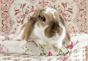 Bunnies Prints: Picture No. 10900075