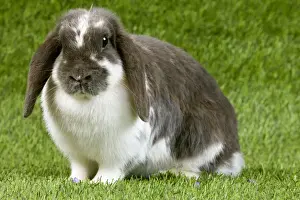Bunnies Prints: Picture No. 10900087