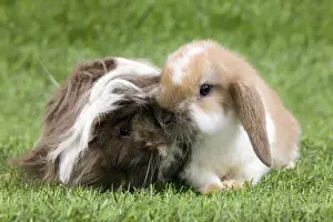 Bunnies Prints: Picture No. 10900094