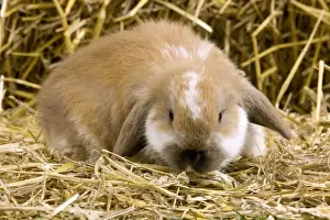 Bunnies Prints: Picture No. 10900099