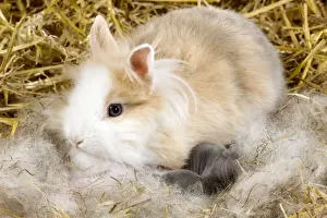 Kits Prints: Picture No. 10900105