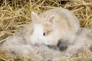 Kits Prints: Picture No. 10900106