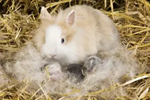 Kits Prints: Picture No. 10900108