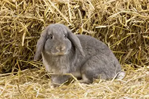 Bunny Prints: Picture No. 10900115