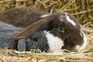 Bunny Prints: Picture No. 10900117