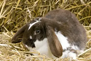 Bunny Prints: Picture No. 10900118
