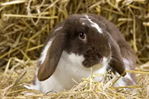 Bunnies Prints: Picture No. 10900122