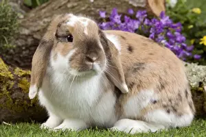 Bunny Prints: Picture No. 10900123