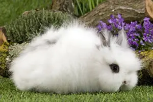 Bunny Prints: Picture No. 10900124