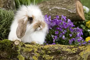 Kits Prints: Picture No. 10900126