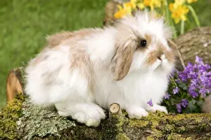 Kits Prints: Picture No. 10900128