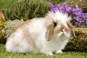 Bunny Prints: Picture No. 10900129