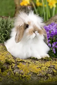 Bunny Prints: Picture No. 10900132