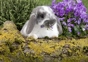Bunny Prints: Picture No. 10900134