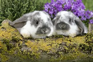 Bunny Prints: Picture No. 10900135