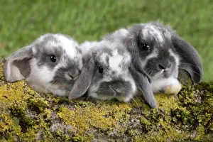 Bunny Prints: Picture No. 10900136