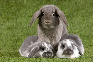 Bunny Prints: Picture No. 10900139